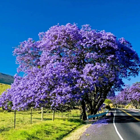 Jacaranda Tree 30+ Seeds