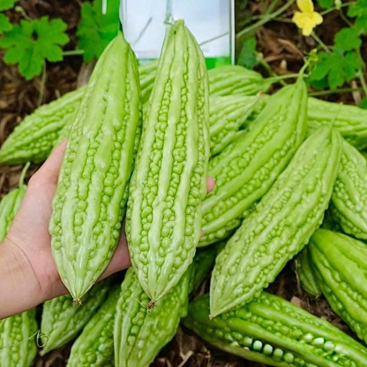 F1 Hybrid Paale Bitter Gourd (پالی کریلا) 7 Seeds