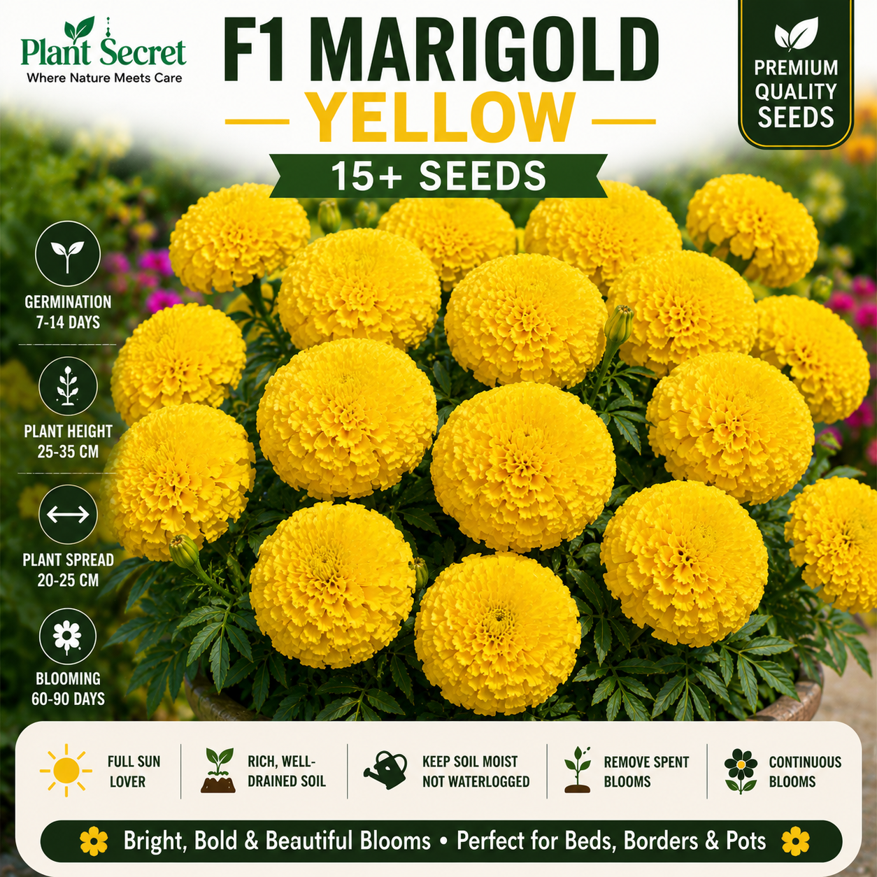 F1 Marigold Yellow 15+ Seeds