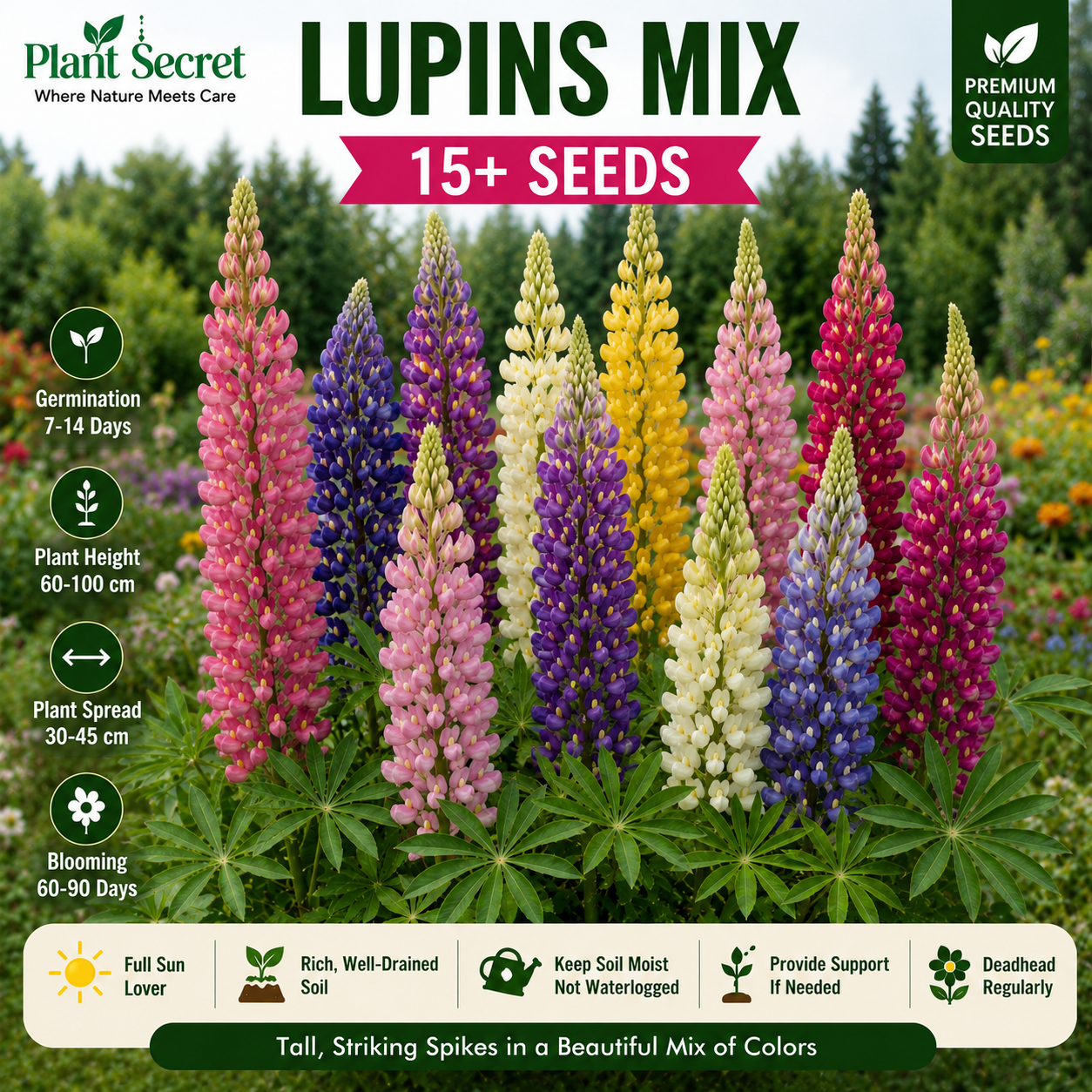 Lupins Mix 15+ Seeds