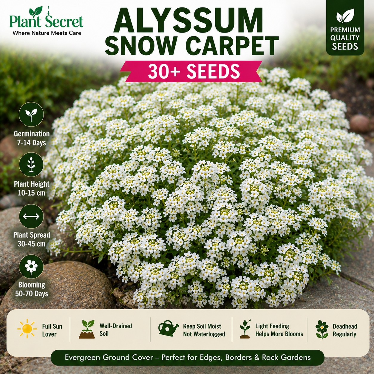 Alyssum Snow Carpet 30+ Seeds