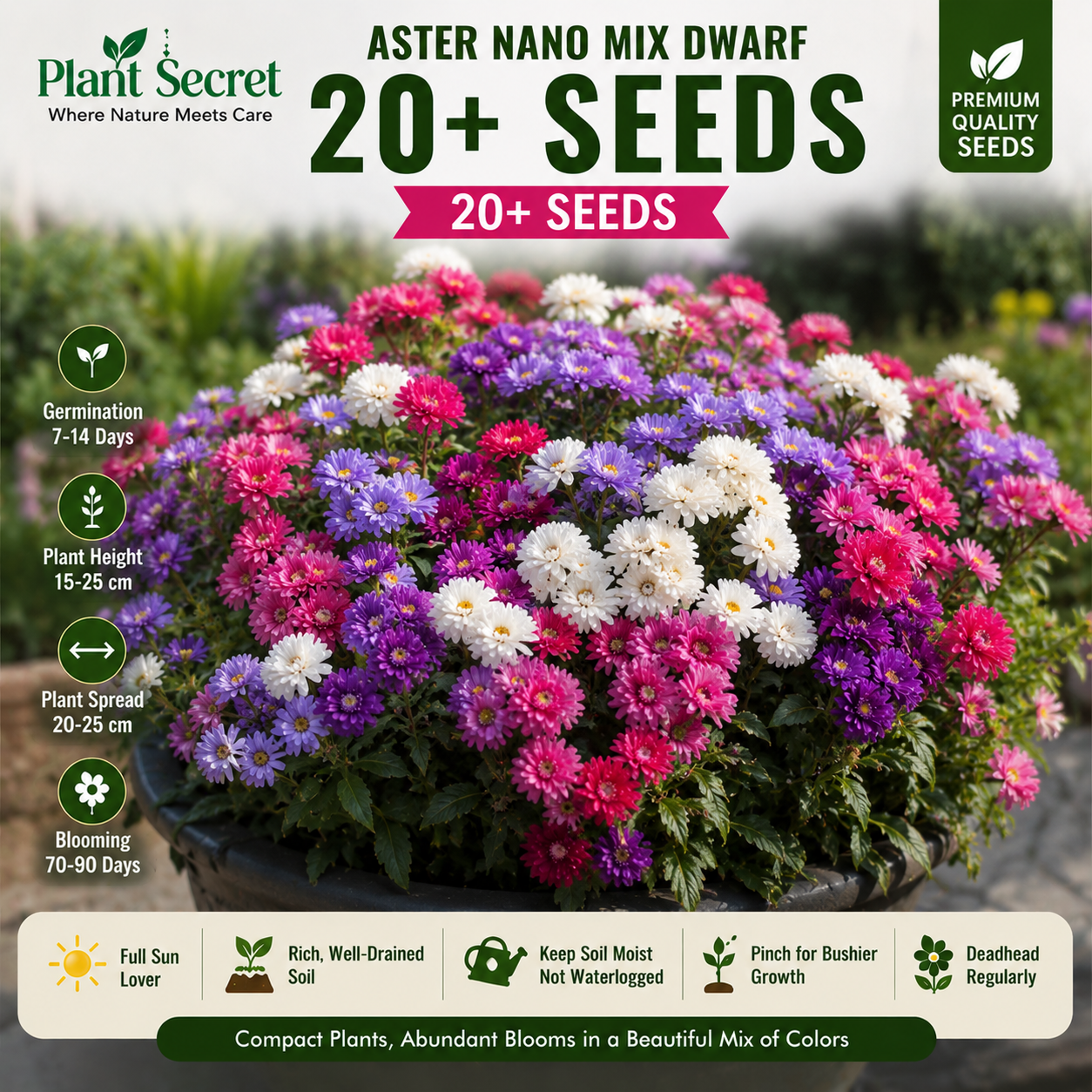 Aster nano mix dwarf 20+ Seeds