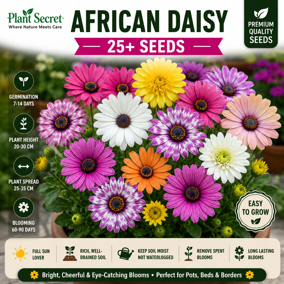 African Daisy 20+ Seeds