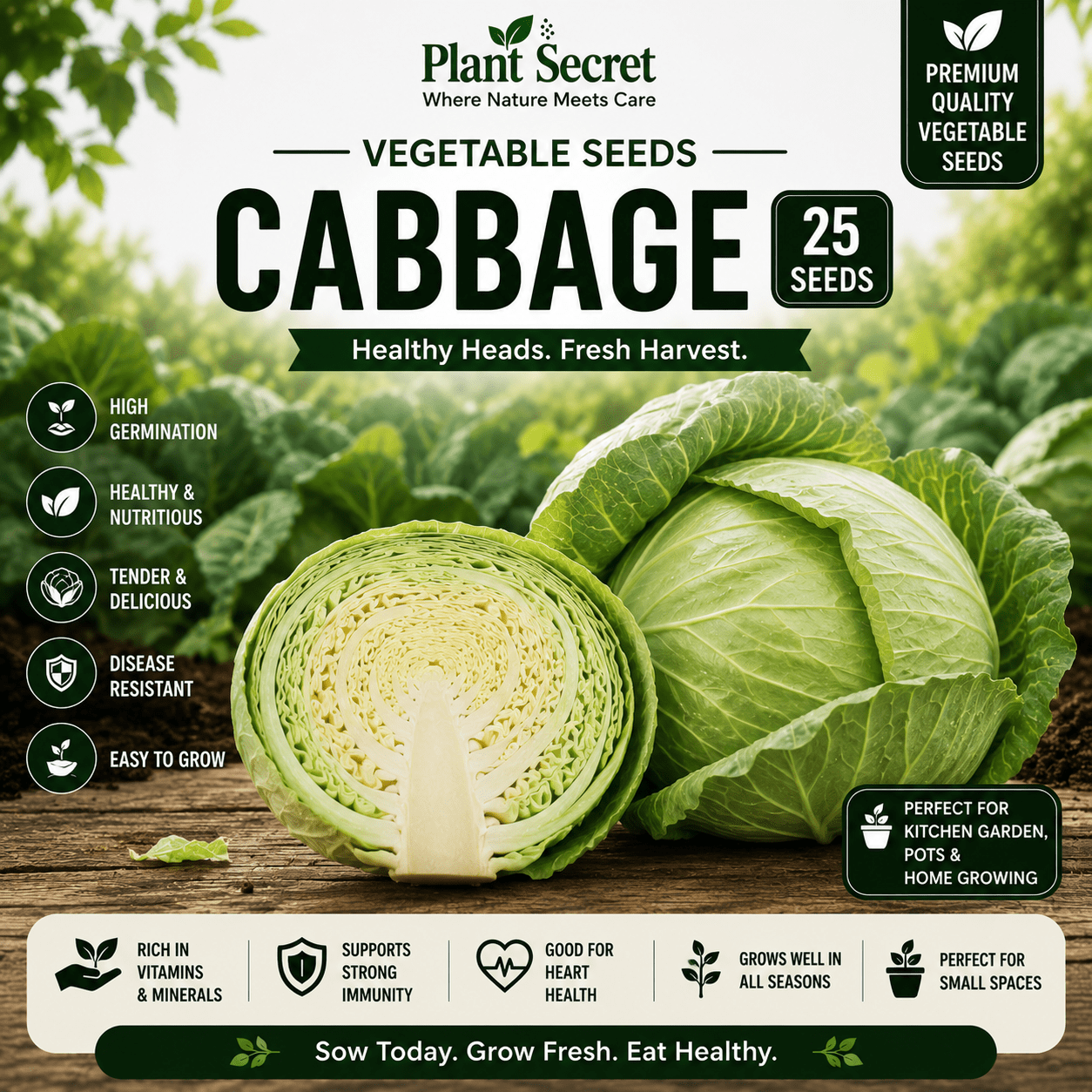 Cabbage (بند گوبھی) 25 Seeds