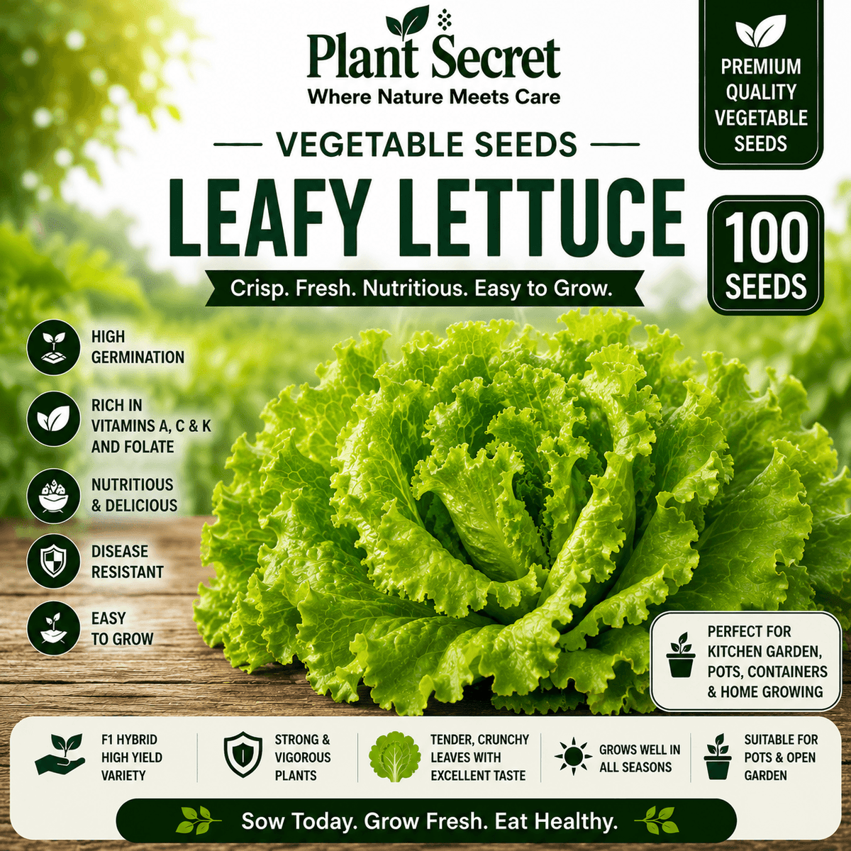 Leafy Lettuce (سلاد پتہ) 100+ Seeds