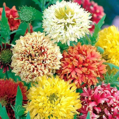 Gaillardia Double Mix 50+ Seeds Jumbo Pack