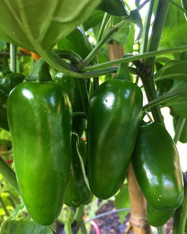 Green jalapeno (سبز جیلوپینو) 10+ Seeds