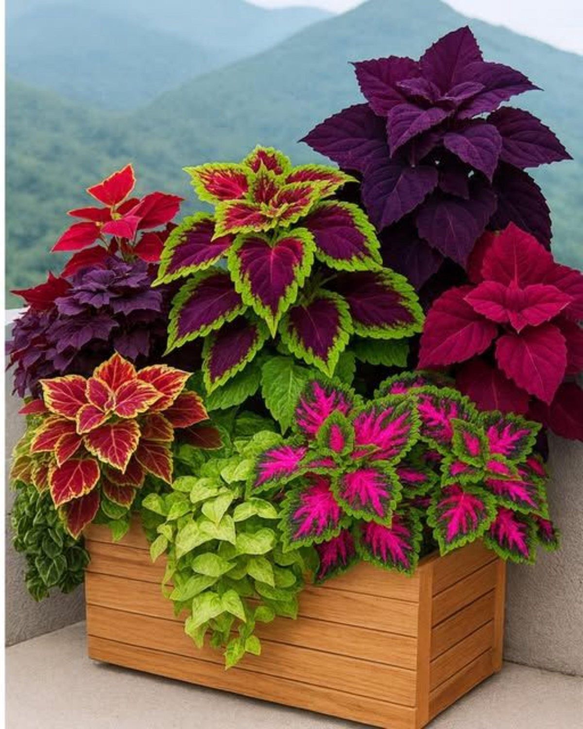 Coleus Rainbow Mix 150+ Seeds Jumbo Pack