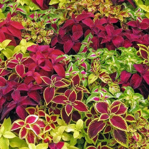 Coleus Rainbow Mix 150+ Seeds