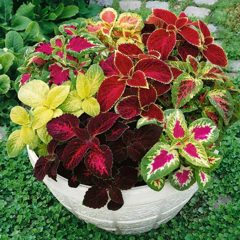 Coleus Rainbow Mix 150+ Seeds
