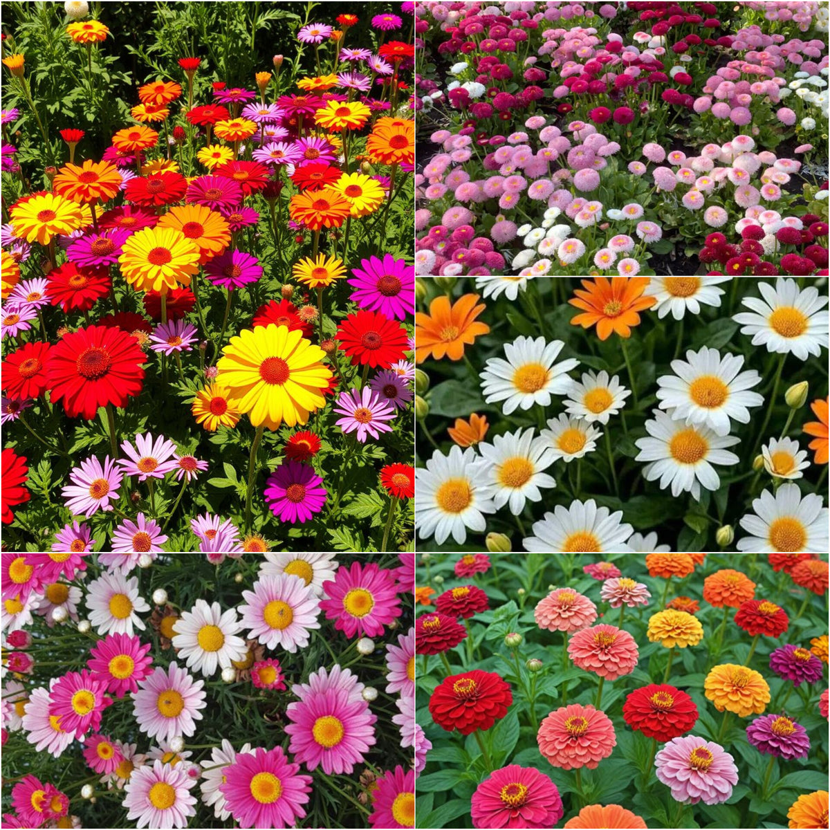 Mix Flowers 200+ Seeds