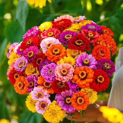 Zinnia California Giants Mix 50+ Seeds