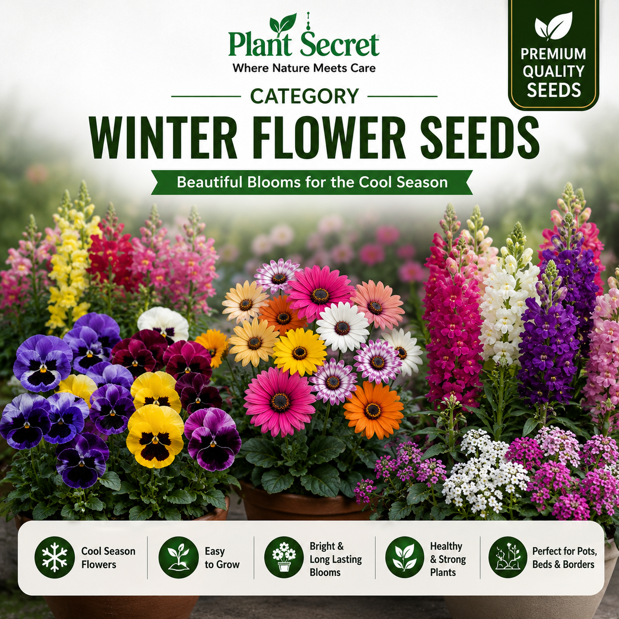 Winter Flowers Seeds