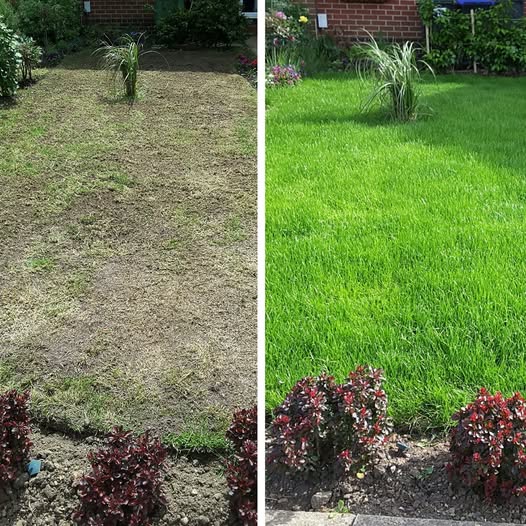 Bermuda Grass - Hybrid Seeds