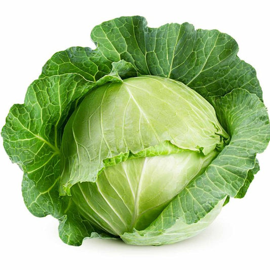 Cabbage (بند گوبھی) 25 Seeds