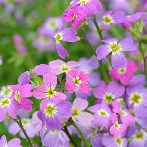 Virginian Stock Dwarf 100+ Seeds (1006)