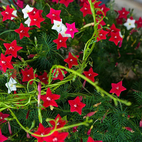 Cypress Vine 50+ Seeds