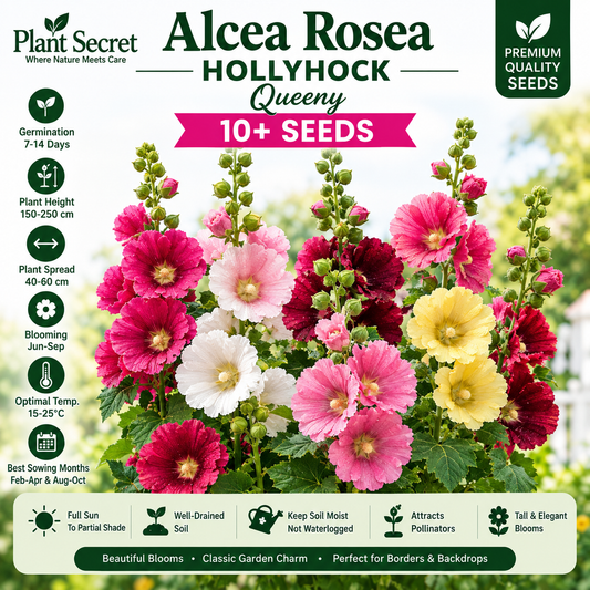 Alcea rosea Hollyhock Queeny 10+ Seeds