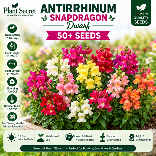 Antirrhinum snapdragon dwarf 50+ Seeds