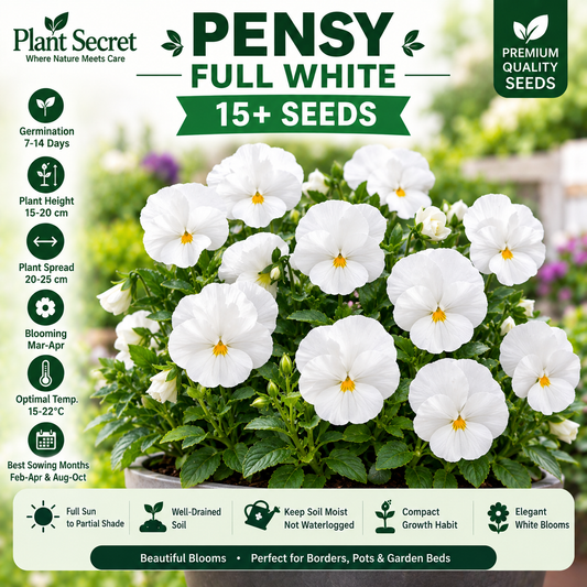Pensy Full White 15+ Seeds