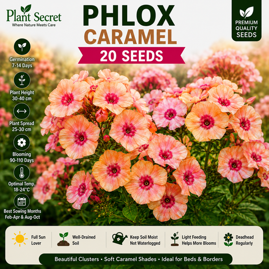 Phlox caramel 20 Seeds