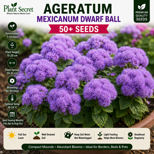 Ageratum mexicanum dwarf Ball  50+ Seeds