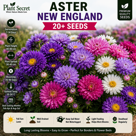 Aster New England  20+ Seeds