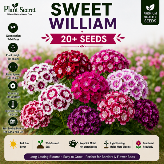 Sweet William  20+ Seeds