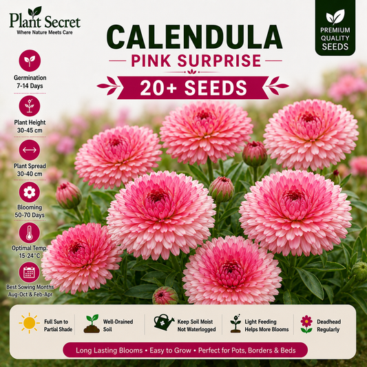 Calendula Pink Surprise 20+ Seeds