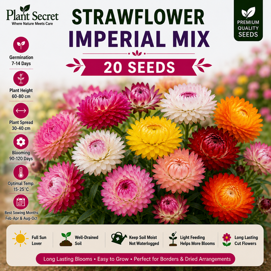 Strawflower imperial Mix 20 Seeds