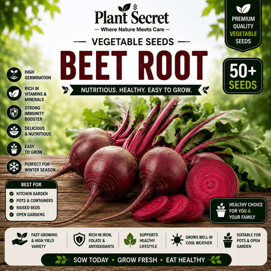 Beet Root 50+ Seeds