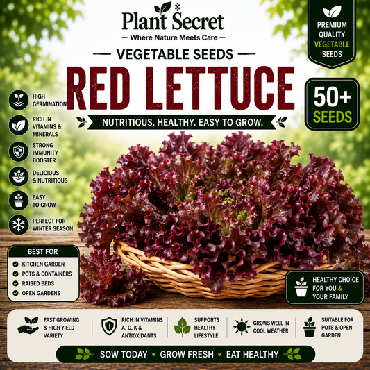 Red Lettuce 50+ Seeds