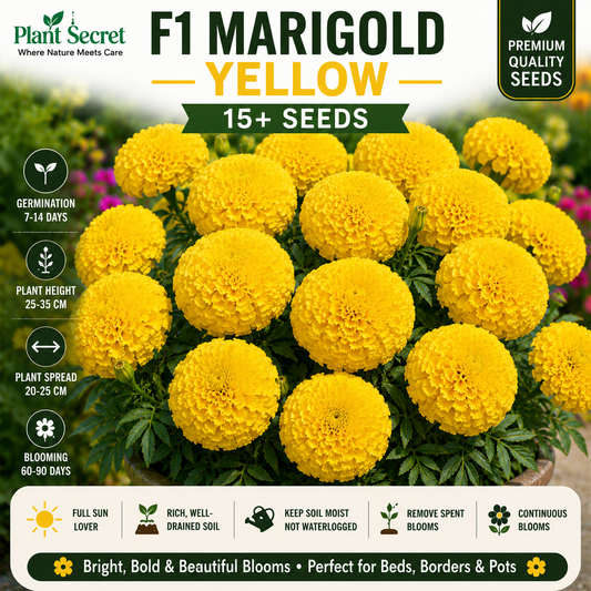F1 Marigold Yellow  15+ Seeds