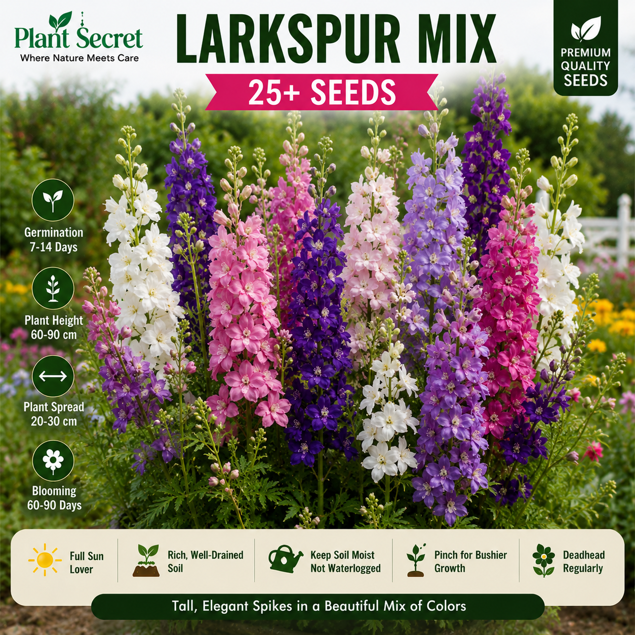 Larkspur Mix  25+ Seeds