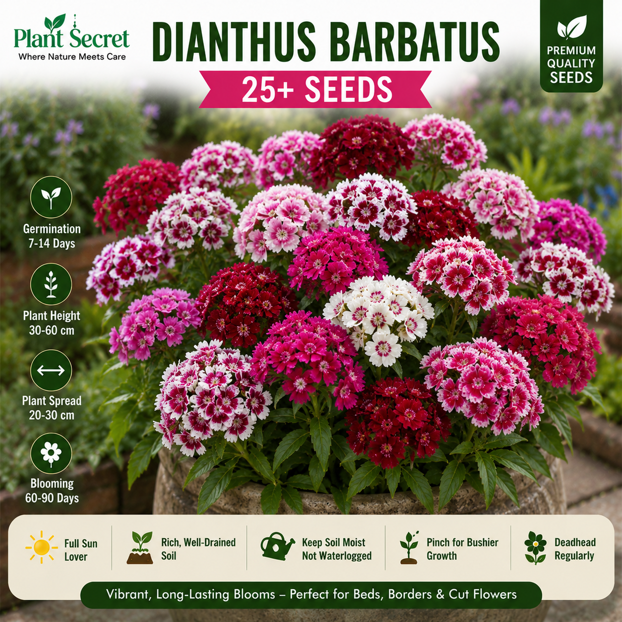 Dianthus barbatus  25+ Seeds