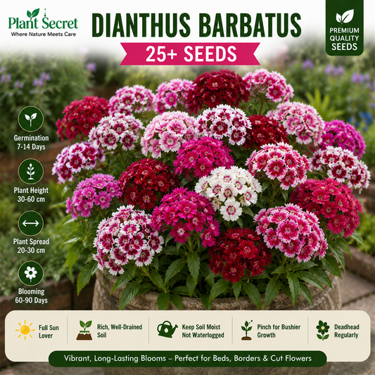 Dianthus barbatus  25+ Seeds