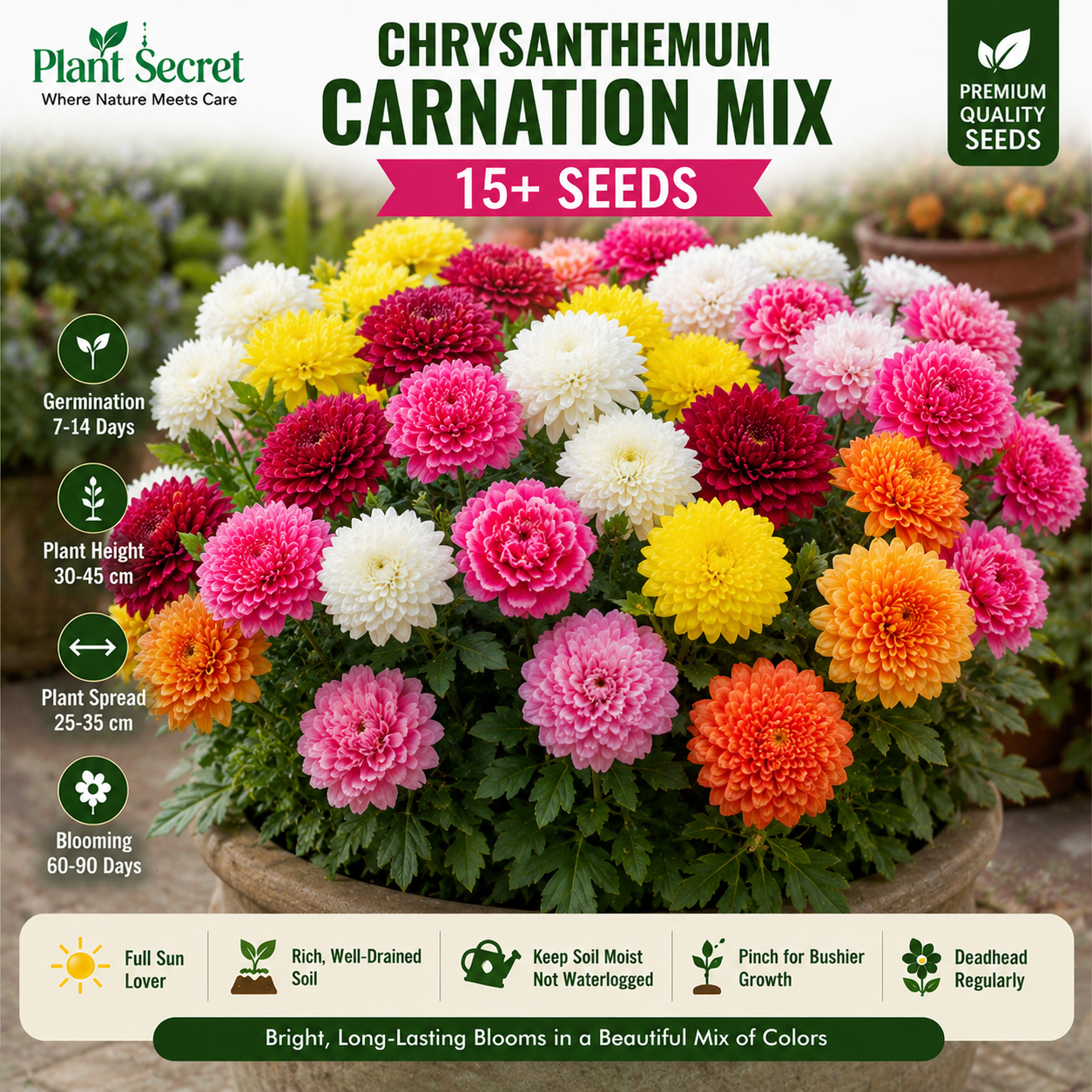 Chrysanthemum carnation mix  15+ Seeds