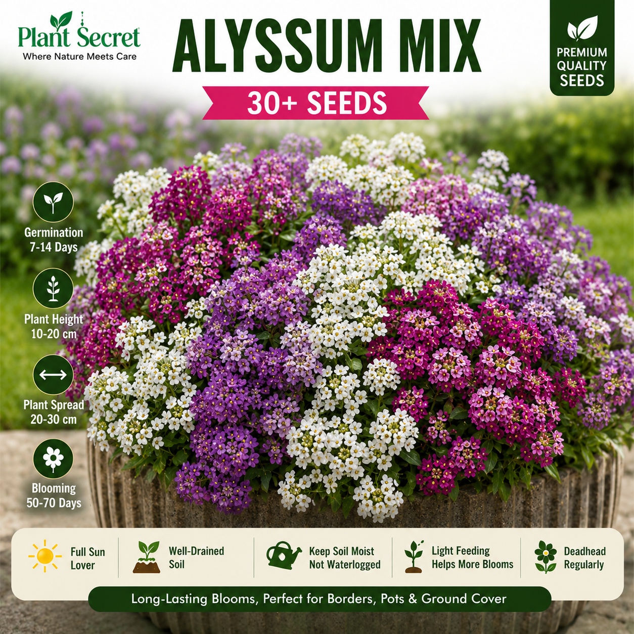 Alyssum Mix  30+ Seeds
