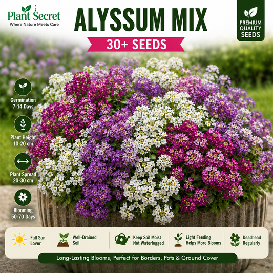 Alyssum Mix  30+ Seeds