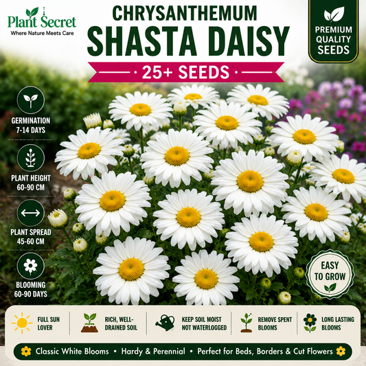chrysanthemum shasta daisy 25+ Seeds