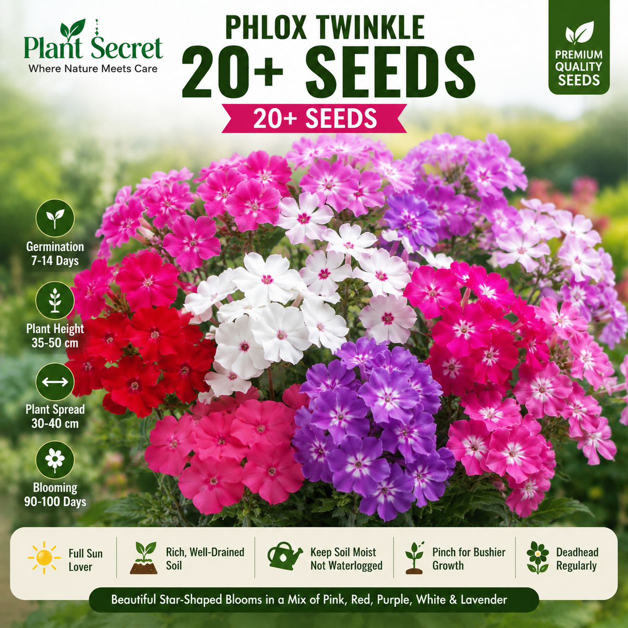 Phlox Twinkle 20+ Seeds