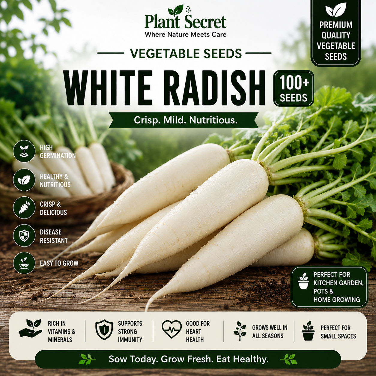 White Radish (سفید مولی) 100+ Seeds
