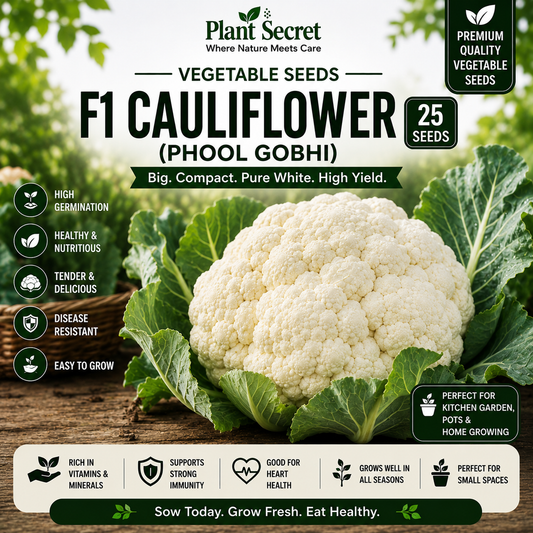F1 Cauliflower (Phool Gobhi) 25 Seeds