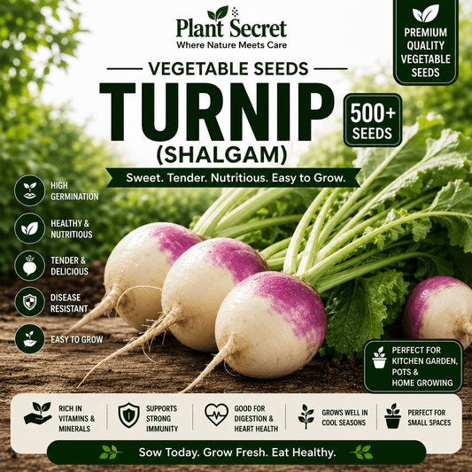 Turnip (Shalgam) 500+ Seeds
