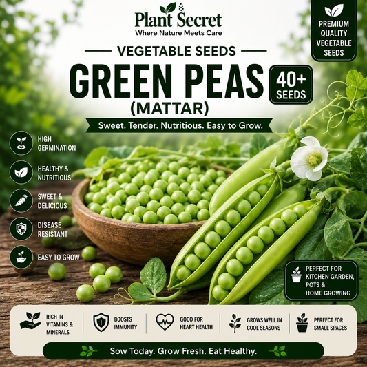 Green Peas (Mattar) 40+ Seeds