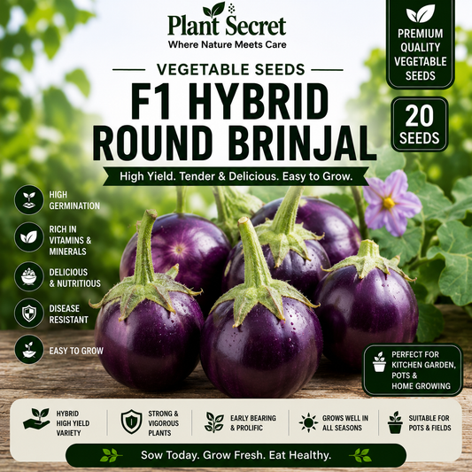 F1 Hybrid Round Brinjal (گول بینگن) 20 seeds