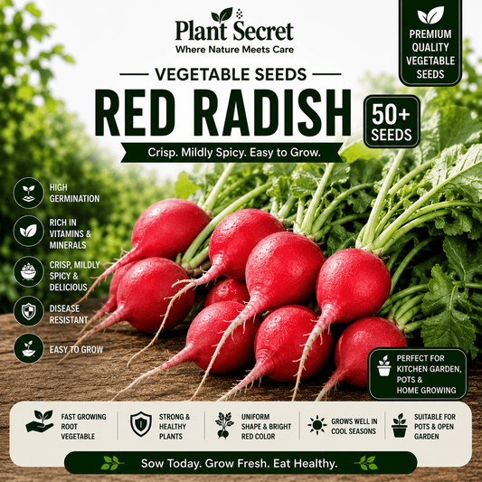 Red Radish (لال مولی) 50+ Seeds