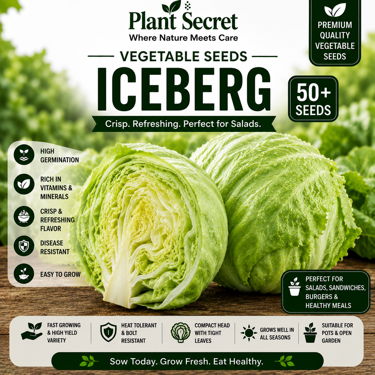 Iceberg (آئس برگ سلاد) 50+ Seeds