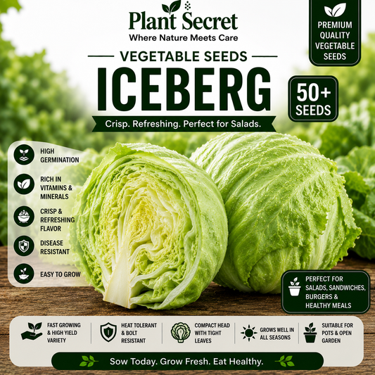 Iceberg (آئس برگ سلاد) 50+ Seeds
