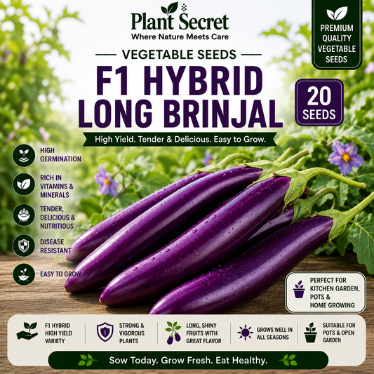 F1 Hybrid Long Brinjal (لمبا بینگن) 20 Seeds